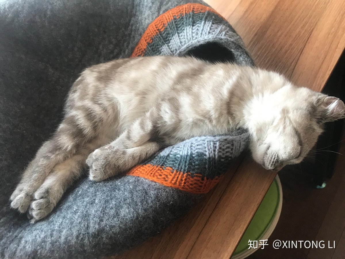 FernandeArmeb9's tweet photo. My tiny furball just hit 6 months old! From wobbly naps to zoomies at dawn—every messy, cute milestone is my favorite.  #CatGrowthJourney https://t.co/LcLJdP5MfB