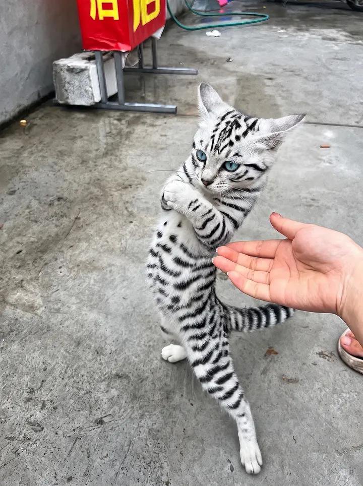 biigityaaa's tweet photo. TRİP ATAN KEDİYİ GÖRMEZDEN GELENLERE 77 YIL KÖTÜ ŞANS. https://t.co/OUEgbnul63