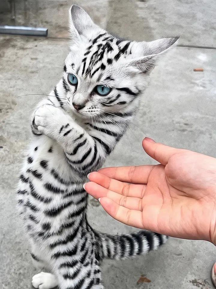 biigityaaa's tweet photo. TRİP ATAN KEDİYİ GÖRMEZDEN GELENLERE 77 YIL KÖTÜ ŞANS. https://t.co/OUEgbnul63