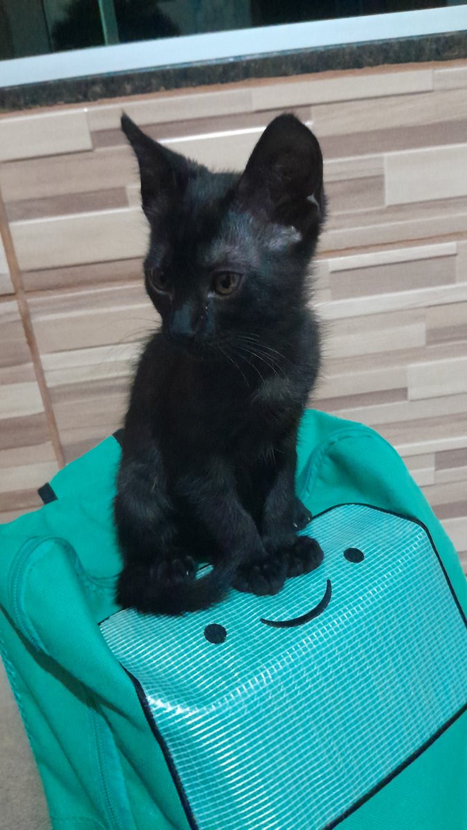 mwwriposaa's tweet photo. muito triste que consegui entrar no grupo dos gatos em silêncio, mas meu cll é mt ruim e aguento ent eu tive q sair.... ent tomem meus gatos https://t.co/LjXYP7oXeE