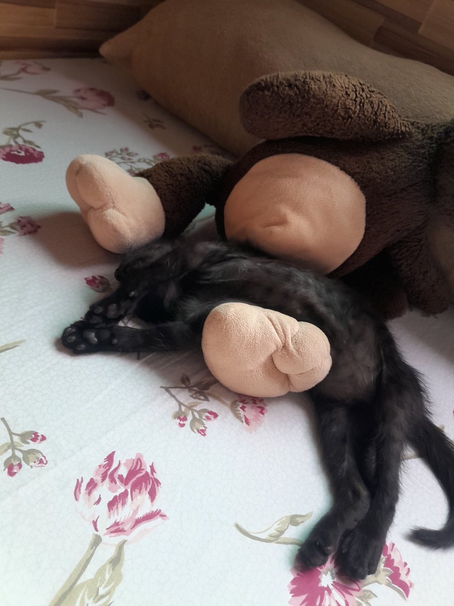 mwwriposaa's tweet photo. muito triste que consegui entrar no grupo dos gatos em silêncio, mas meu cll é mt ruim e aguento ent eu tive q sair.... ent tomem meus gatos https://t.co/LjXYP7oXeE