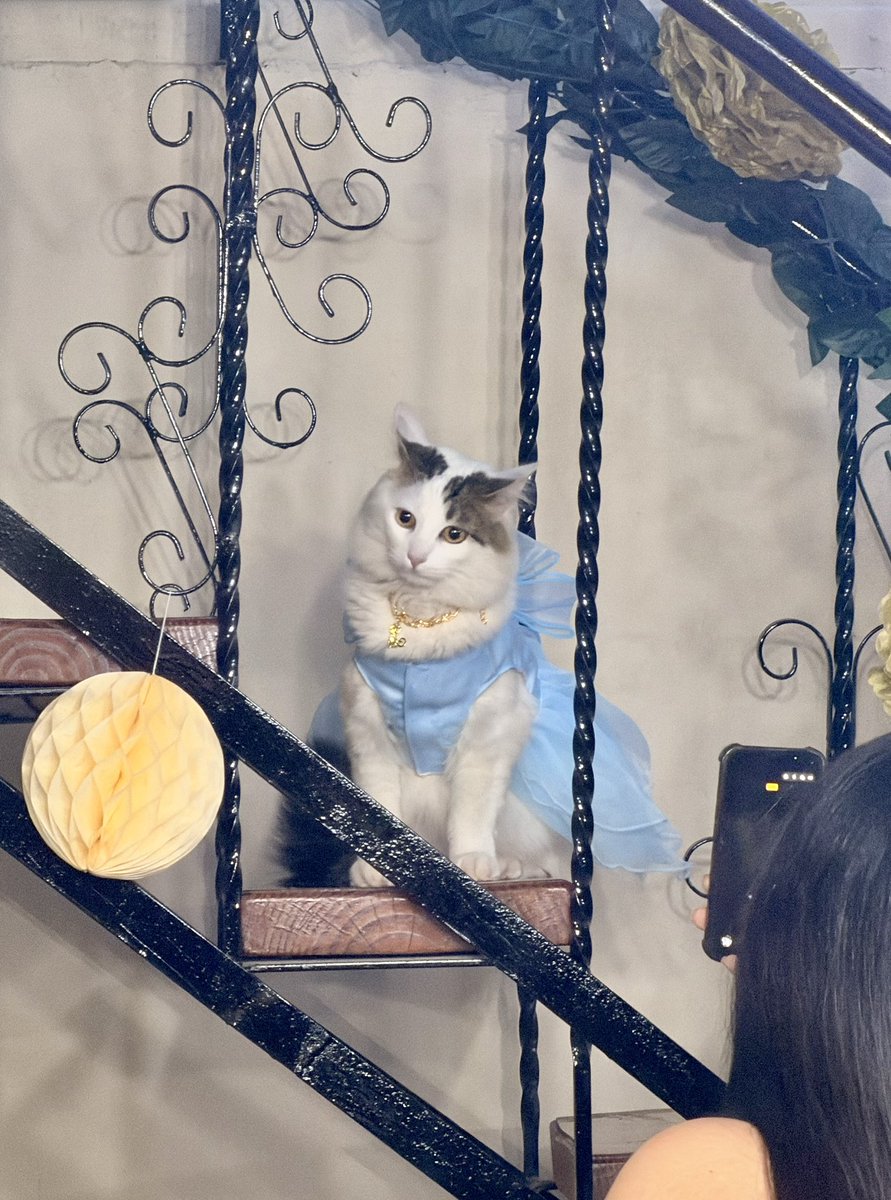 _bvstian's tweet photo. Vine a un matrimonio y apareció la gata de la casa https://t.co/r223DAsz5I
