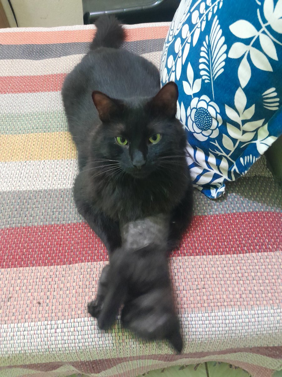 mwwriposaa's tweet photo. muito triste que consegui entrar no grupo dos gatos em silêncio, mas meu cll é mt ruim e aguento ent eu tive q sair.... ent tomem meus gatos https://t.co/LjXYP7oXeE
