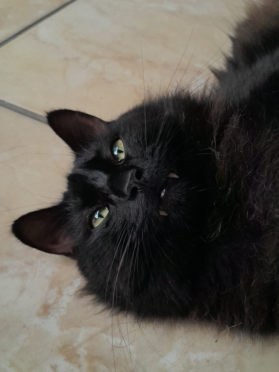 mwwriposaa's tweet photo. muito triste que consegui entrar no grupo dos gatos em silêncio, mas meu cll é mt ruim e aguento ent eu tive q sair.... ent tomem meus gatos https://t.co/LjXYP7oXeE