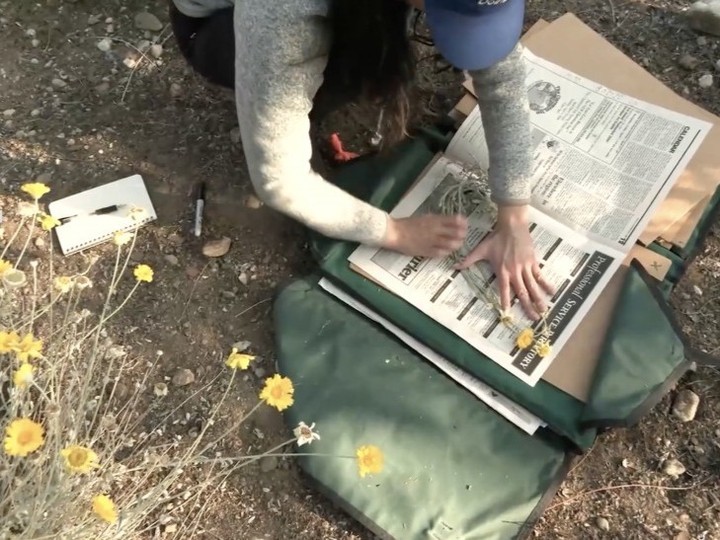 CPCplants's tweet photo. CPC is proud to offer an abundance of free educational resources to anyone interested in rare plant conservation β from plant scientists to budding horticulturists.
Ready to dig in? π Visit: https://t.co/mLgNwSz7r9
#PlantConservation #RarePlants #LearnConservationScience https://t.co/Q32tkhLQQO