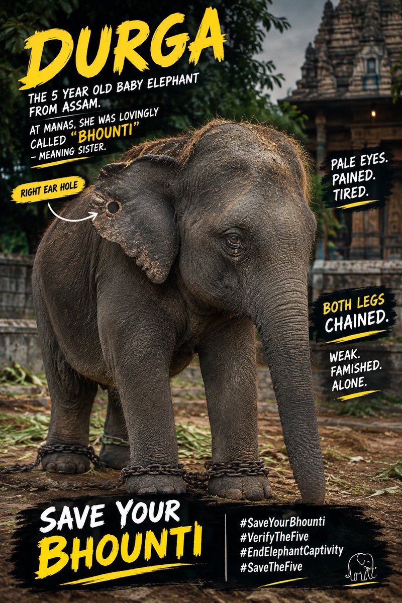 jeevansharya's tweet photo. 🐘💔 DURGA BHONTI DESERVES TO GO HOME.

Durga was taken from Assam and separated from her mother or herd, she should be reunited with her family and returned to a suitable protected forest habitat, where scientifically and individually feasible.

Her natural life belongs with her kind, not isolation and confinement.

🙏 Please act urgently and give Durga a safe pathway home.

@PMOIndia @narendramodi @AmitShah @CMOfficeAssam @assamforest @CMOTamilnadu @tnforestdept @moefcc @AwbiBallabhgarh

#Assam #DurgaBhonti #RaiseVoiceForDurgaBhonti #NoElephantsInTemples #StopElephantCaptivity