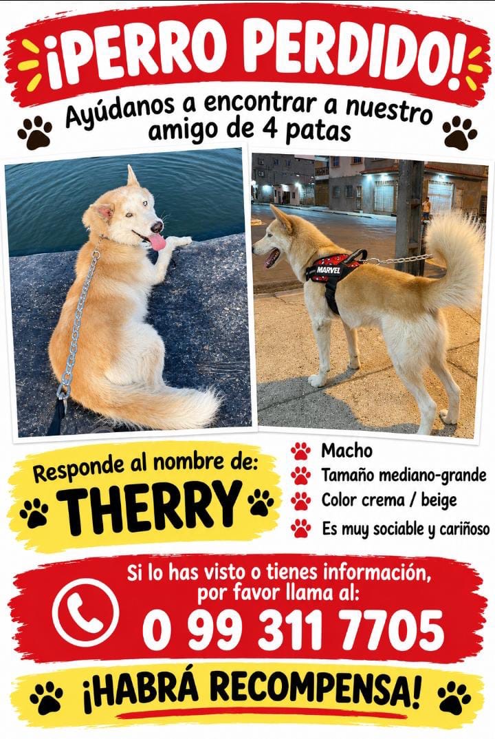 AlertaMePerdi's tweet photo. #PERDIDO #GUAYAQUIL
Nombre: #Therry
Fecha: 2026-09-07
Sector: Sur, Guasmo sur, Unión de bananeros bloque 2 manzana 16 por la cancha la pampa
Sexo: Macho
Raza: Akita siberiano
Observación: Un ojito es de color azul y el otro es de color café
Contacto: 0987337981
#AlertaMePerdí https://t.co/4wTsfLqVfI