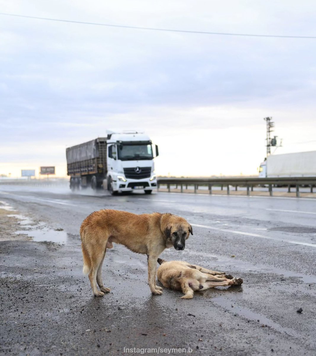 anbeanews's tweet photo. Mardin’de otomobilin çarpması sonucu ölen köpeğin başından ayrılmayan dostu: https://t.co/dmGDGRy20c
