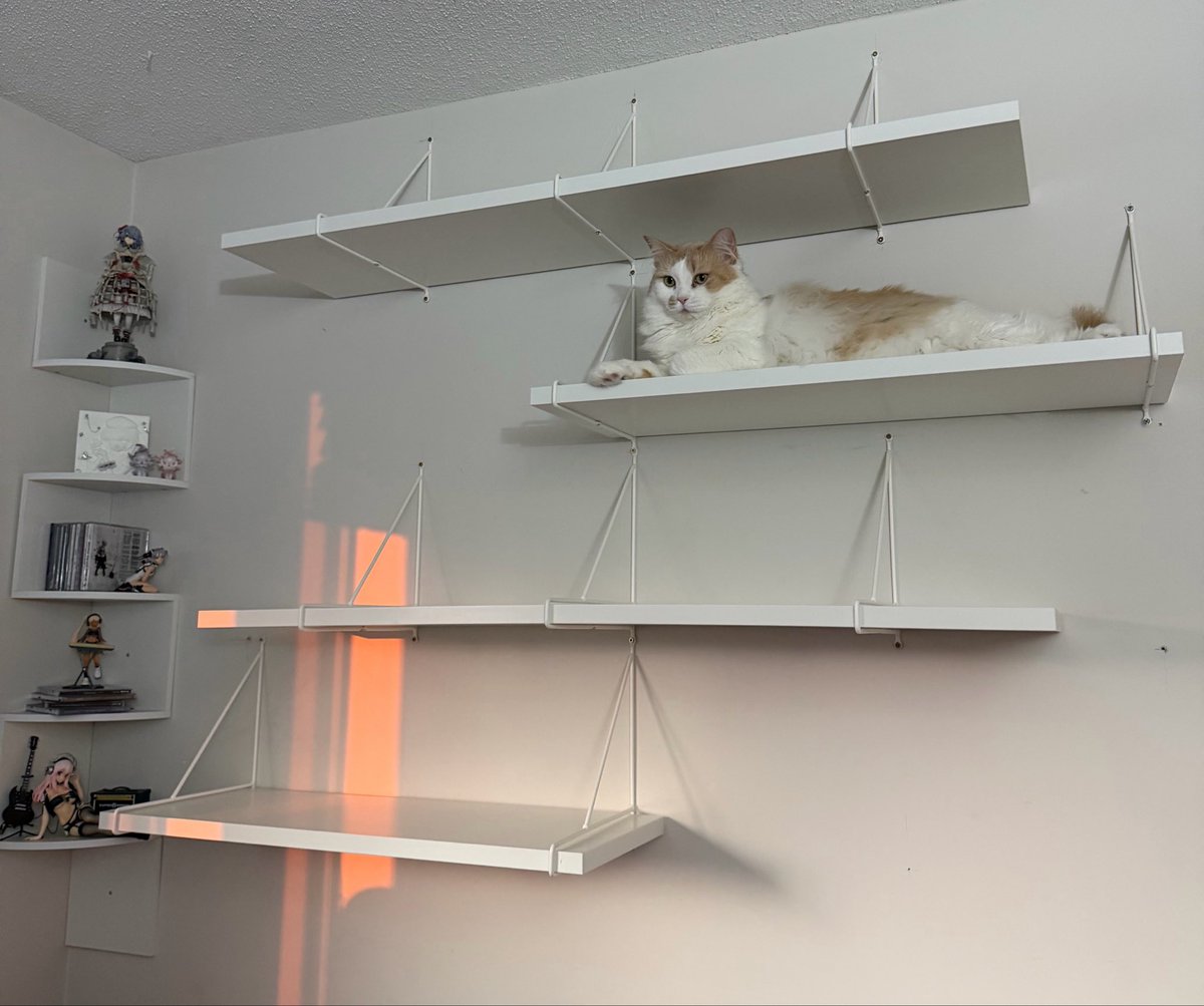 isainplastic's tweet photo. she thinks she’s a figure and takes up a whole shelf https://t.co/dRhrKr28TM