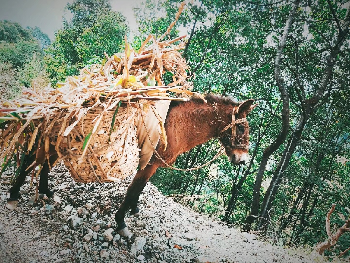 CindiyTia's tweet photo. A small donkey驮着 loads stands on a峙ing hill, its hooves near a嵌 in the rock. https://t.co/793IstfXDn