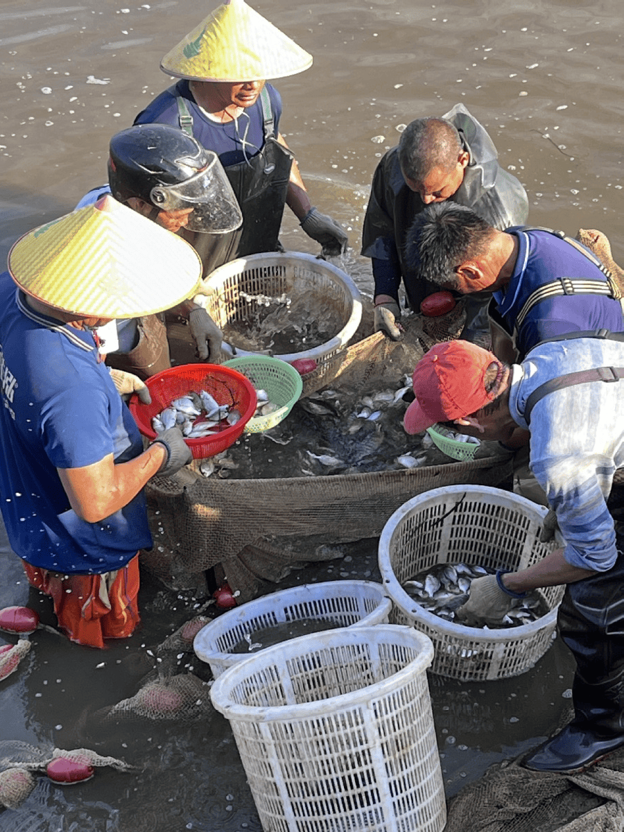 JamiLSopyan1's tweet photo. [Squid catches the next crop, with fishy seafood vibes]， https://t.co/SBWl9oZjFe