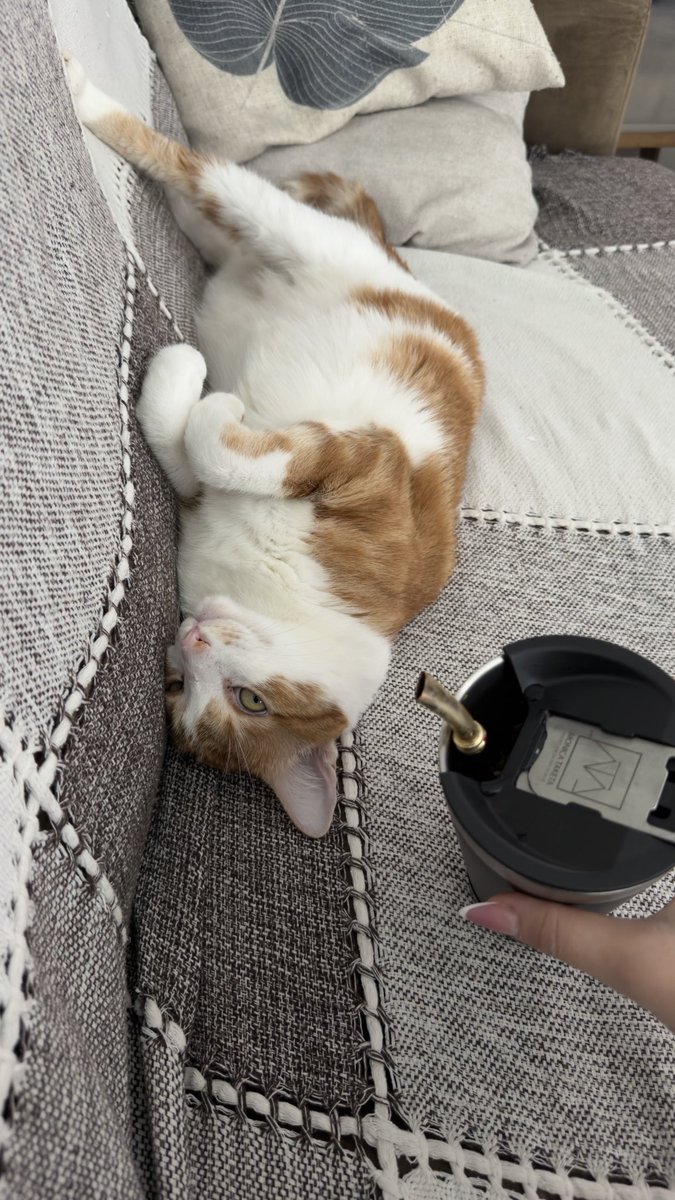 Dextermetasona's tweet photo. A gata é tão obesa q já virou ponto de referência https://t.co/zkc6iWk3X1