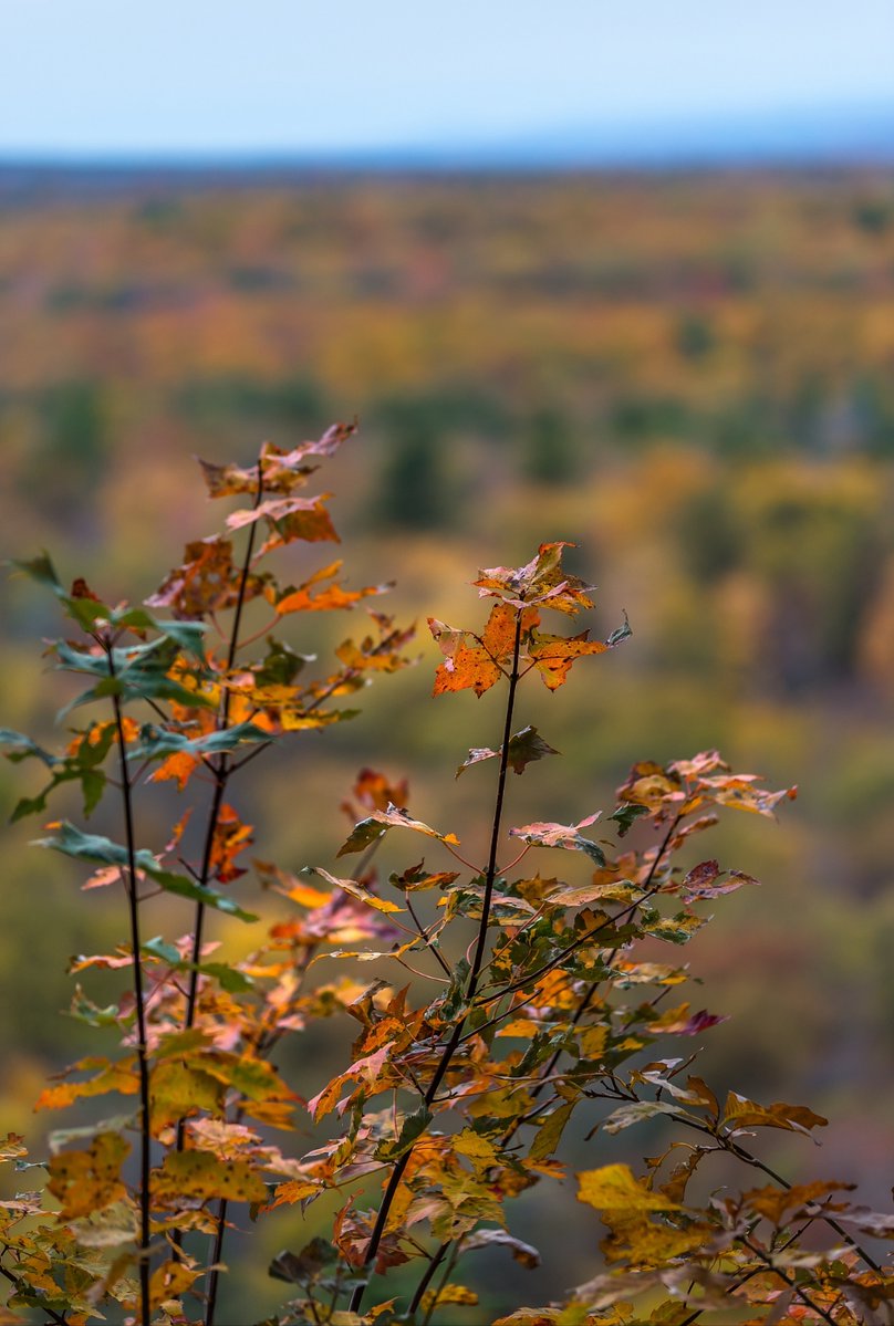 CharlotteWmmwf's tweet photo. The cool breeze of autumn has arrived, and the cicadas and mosquitoes singing in the trees have finally stopped.， https://t.co/ijW9FG8twW