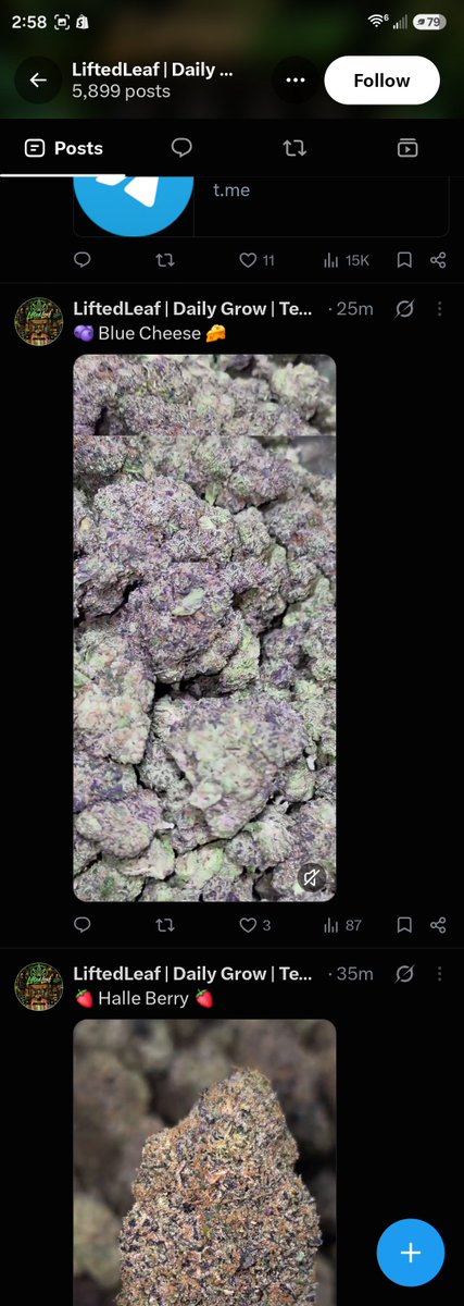 TERP_THCA's tweet photo. ⚠️ SCAM ALERT — not affiliated

@LiftedleafHQ is posting our grow media (Blue Cheese, Halle Berry, and others) after cropping out our watermarks/text. We have no connection to this account.

They are not us. Do not send them money, crypto, or personal info through their Telegram/Signal links.

#Mmemberville #StonerFam #thca #plug