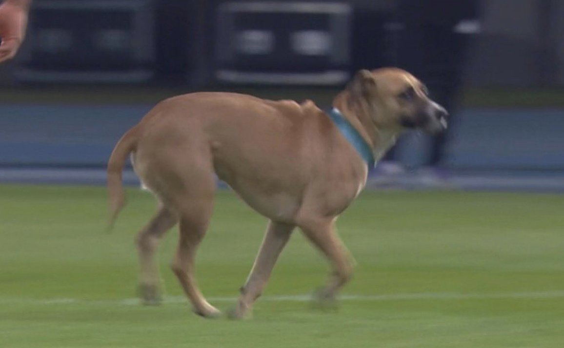 TouchlineX's tweet photo. 🚨 𝗕𝗥𝗘𝗔𝗞𝗜𝗡𝗚: There is a DOG on the pitch at the Scotland game! https://t.co/RqTv9NLX2w