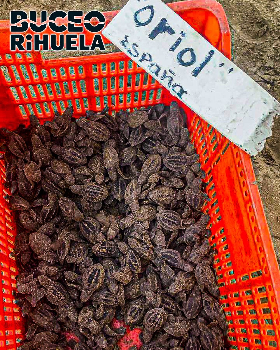 BuceoOrihuela's tweet photo. Hoy mismo hemos recordado el nido "Oriol", que apadrinamos a nuestros amigos de Campamento Tortuguero "El Habillal AC, en México. 

1/2

Cámara Olympus TG-2

#tortuga #golfina #fotosub #buceo #foto #scuba #submarinismo #mexico https://t.co/C2fLuZ1jVE
