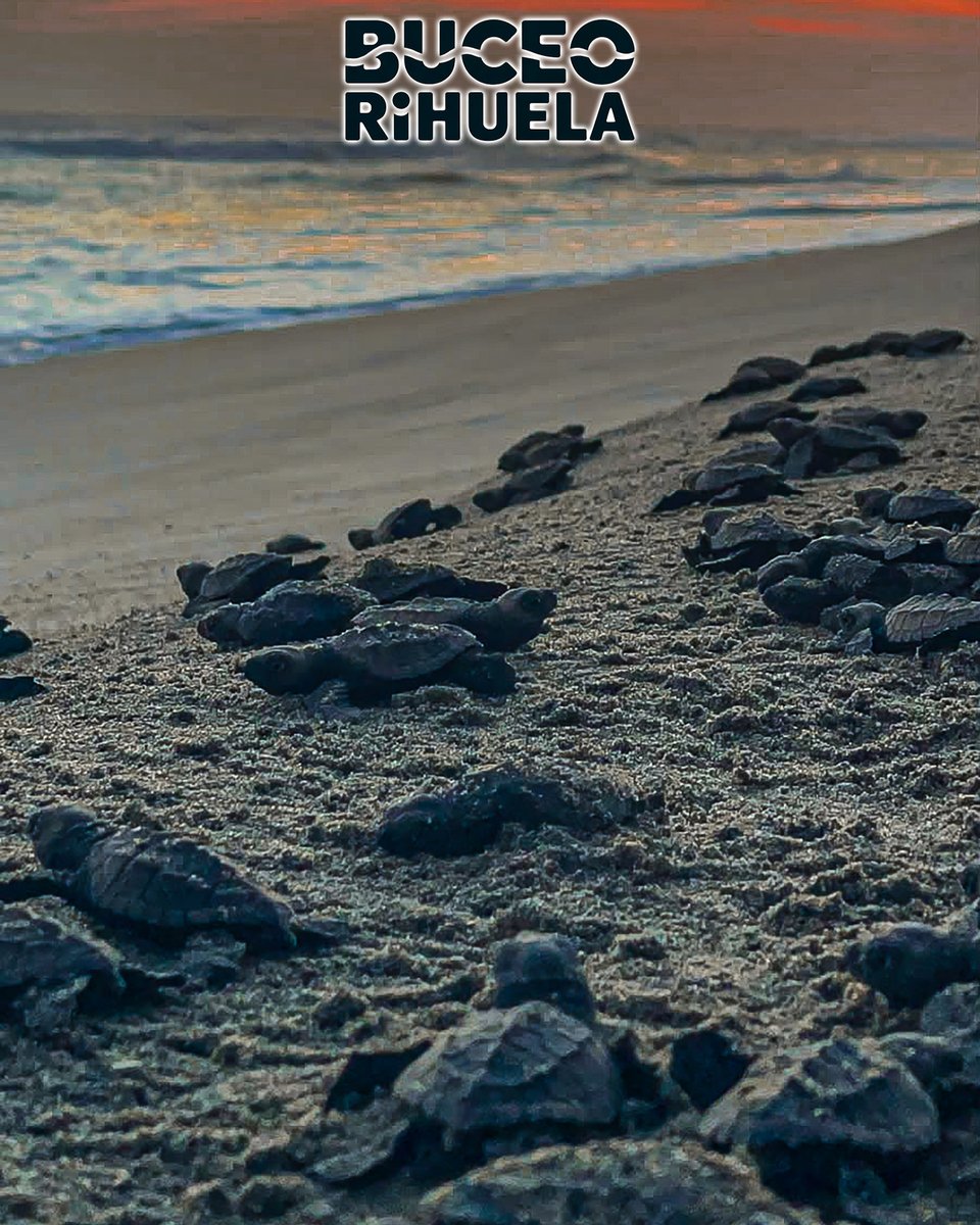 BuceoOrihuela's tweet photo. Hoy mismo hemos recordado el nido "Oriol", que apadrinamos a nuestros amigos de Campamento Tortuguero "El Habillal AC, en México. 

1/2

Cámara Olympus TG-2

#tortuga #golfina #fotosub #buceo #foto #scuba #submarinismo #mexico https://t.co/C2fLuZ1jVE