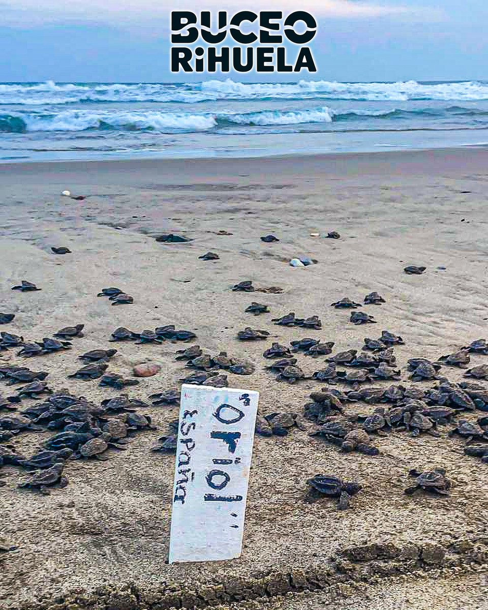 BuceoOrihuela's tweet photo. Hoy mismo hemos recordado el nido "Oriol", que apadrinamos a nuestros amigos de Campamento Tortuguero "El Habillal AC, en México. 

1/2

Cámara Olympus TG-2

#tortuga #golfina #fotosub #buceo #foto #scuba #submarinismo #mexico https://t.co/C2fLuZ1jVE