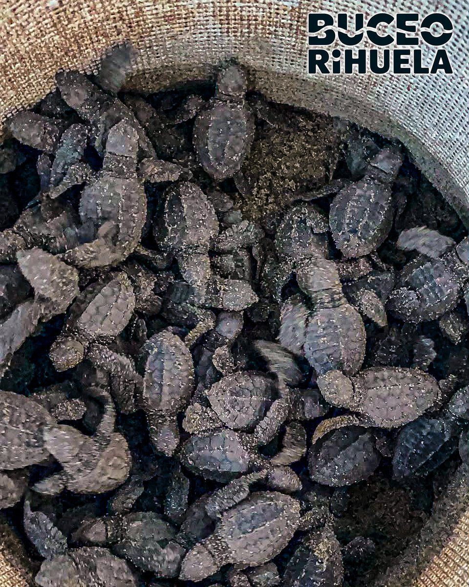 BuceoOrihuela's tweet photo. Hoy mismo hemos recordado el nido "Oriol", que apadrinamos a nuestros amigos de Campamento Tortuguero "El Habillal AC, en México. 

1/2

Cámara Olympus TG-2

#tortuga #golfina #fotosub #buceo #foto #scuba #submarinismo #mexico https://t.co/C2fLuZ1jVE