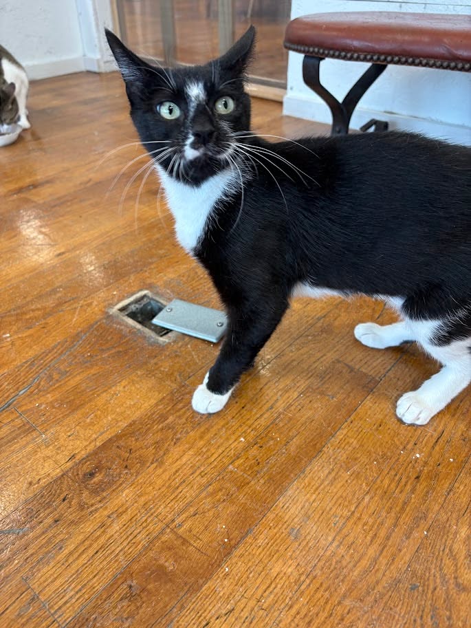 MeWowCatCafe's tweet photo. What did you just say?  I couldn't have heard that right!  😹😹😹

#mewowcatcafe #catcafe #funnycats #catlovers #cat #thatface https://t.co/msbuJbsVHl
