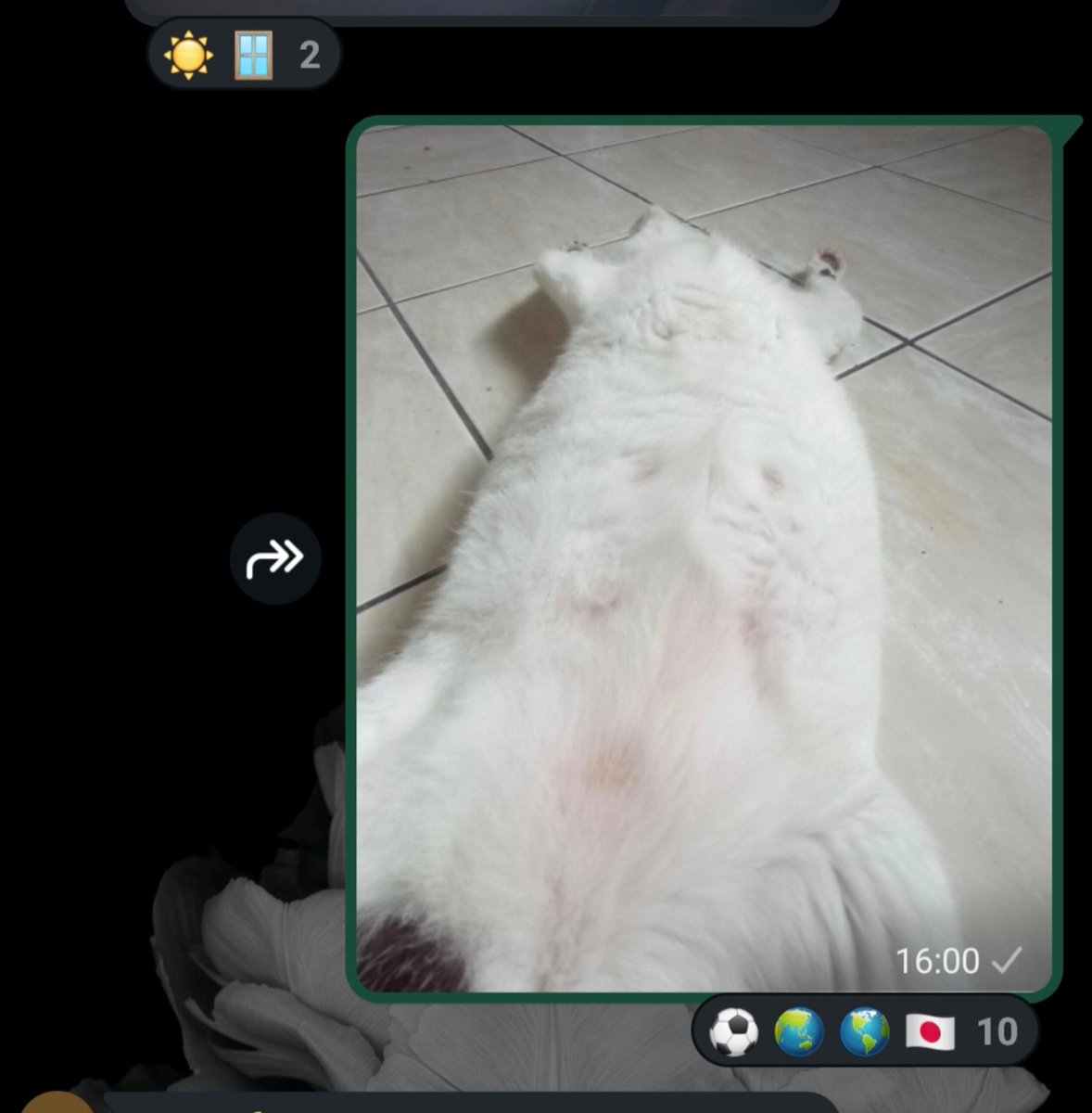 apolstisha's tweet photo. todas as fotos que posto da minha baleia no grupo gatos em silêncio dá nisso https://t.co/hSvJllnW1M