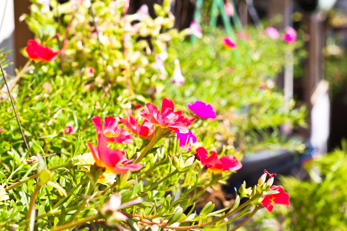 AgnesRteom's tweet photo. En esta primavera, el sol cálido y las flores vibrantes transforman cada día en un pequeo regalo. https://t.co/VhUVfIXrBp