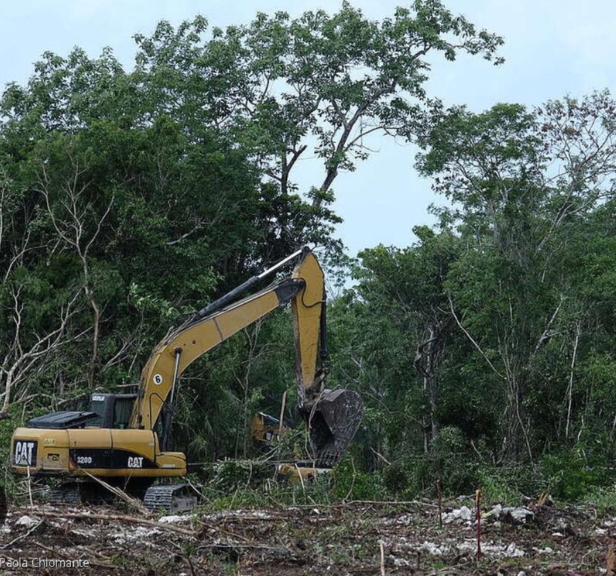 YoAmoaLaCiencia's tweet photo. Gobierno de Mara Lezama dio autorización a megaproyecto inmobiliario que busca destruir 251 hectáreas de selva

El gobierno de Mara Lezama otorgó desde octubre de 2023 una autorización estatal para obras de urbanización a HAZUL, un megaproyecto inmobiliario de más de 424 hectáreas al norte de Playa del Carmen.

Proyecto que ahora está busca que SEMARNAT permita “cambiar el uso de suelo”  para “urbanizar” de 251 hectáreas de selva, lo que significa talar arbolado y eliminar vegetación, además de destruir el hábitat y desplazar a los animales que viven ahí.

El propio expediente ambiental reporta fauna protegida y presencia de jaguar, especie catalogada en peligro de extinción. 

Para construir viviendas, comercios, un hotel de 280 habitaciones, lagos y hasta una playa artificial porque el  predio que no tiene frente al mar.

Sí, destruir selva para crear una playa privada para que disfruten los turistas.

Para dimensionarlo, estamos hablando de una superficie equivalente a casi 40 veces el terreno que ocupa el Estadio Azteca.

Detrás del proyecto está Arquitectoma, un grupo con más de cuatro décadas en el negocio inmobiliario, uno de sus principales socios y directivos ha sido Francisco Martín del Campo Souza. 

En Ciudad de México fue uno de los cuatro empresarios vinculados a proceso en 2020 por fraude por el caso Tlalpan 550, un conjunto habitacional que sufrió graves daños durante el sismo de 2017.

El caso involucró a cientos de familias y en 2023 terminó con un acuerdo que extinguió la acción penal contra los empresarios. 

Arquitectoma entregó 122.7 millones de pesos, pero la reconstrucción de Tlalpan 550 costó alrededor de 380 millones. 

La diferencia terminó cubierta con recursos públicos a través de la Comisión para la Reconstrucción del Gobierno de la CDMX y el conjunto fue entregado en 2024 durante el gobierno de Martí Batres. 

En otras palabras, dos terceras partes de la reconstrucción terminó pagada por los ciudadanos.

Ese mismo año el gobierno de Mara Lezama a través de su Secretaría de Ecología y Medio Ambiente le otorgó autorización estatal para obras de urbanización.

Este proyecto necesita que el gobierno federal autorice un cambio de uso de suelo forestal y esa decisión corresponde ahora a SEMARNAT, encabezada por Alicia Bárcena.

Cuya gestión ya ha sido cuestionada por autorizar proyectos inmobiliarios con afectaciones ambientales.

Hace apenas unas semanas Bárcena sostuvo que la política ambiental debe ser “prevenir antes que reparar”.

No tendría sentido autorizar primero su destrucción y después encontrar una “oportunidad” de restauración, contabilizar árboles plantados en otro sitio o presumir hectáreas recuperadas.