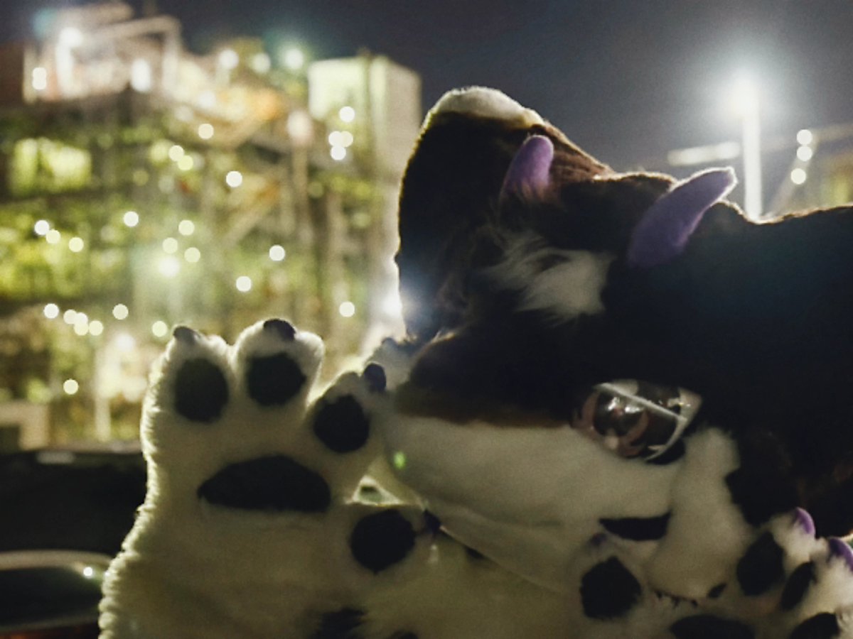 ethymo's tweet photo. ちゃもくん、工場夜景だよ。キラキラしてるでしょ https://t.co/oOOKLrW7Dh
