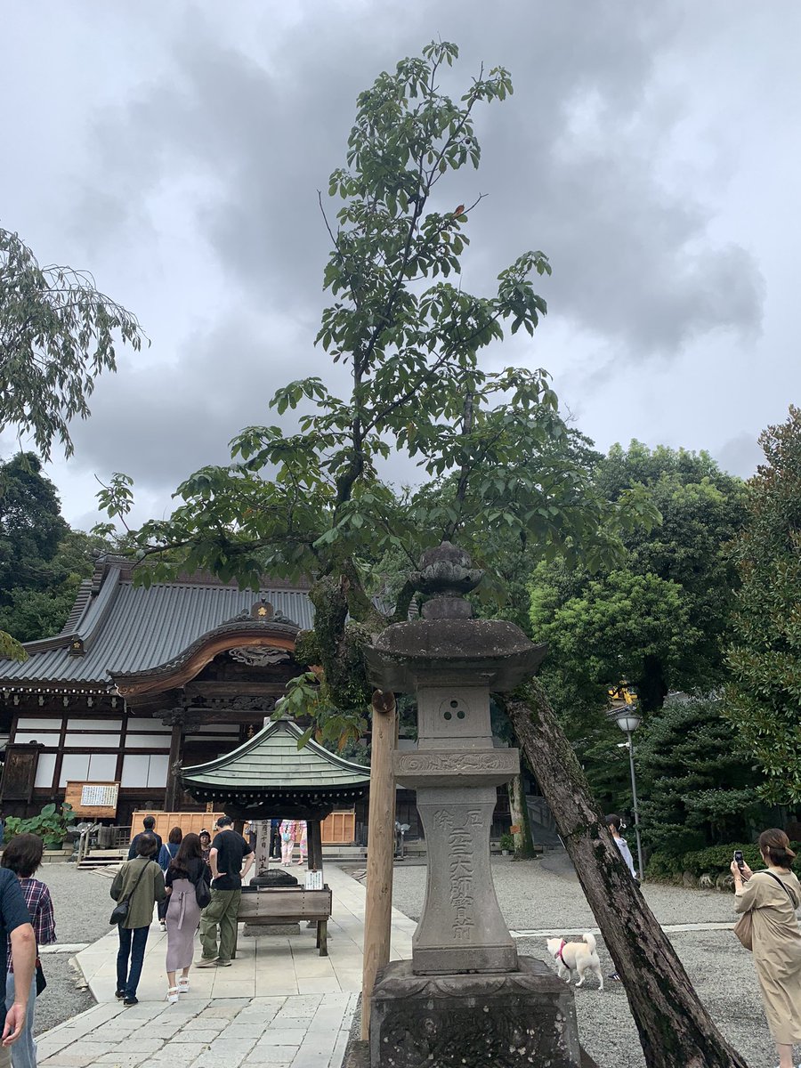 myao_my1's tweet photo. #charmy散歩
#9月を写真４枚で振り返る 

・町田版画美術館のアントニ・クラベ
・深大寺参りへとろろ蕎麦と食べ歩き
・イタリアンディナーにてウニパスタ
・治療を兼ねた温���宿の囲炉裏焼の鮎

9月は珍しくご飯が食べられない日があったので10月は沢山食べるよー
あとライブ行くよー

#武器より防災 https://t.co/0qYo9Kiyvz