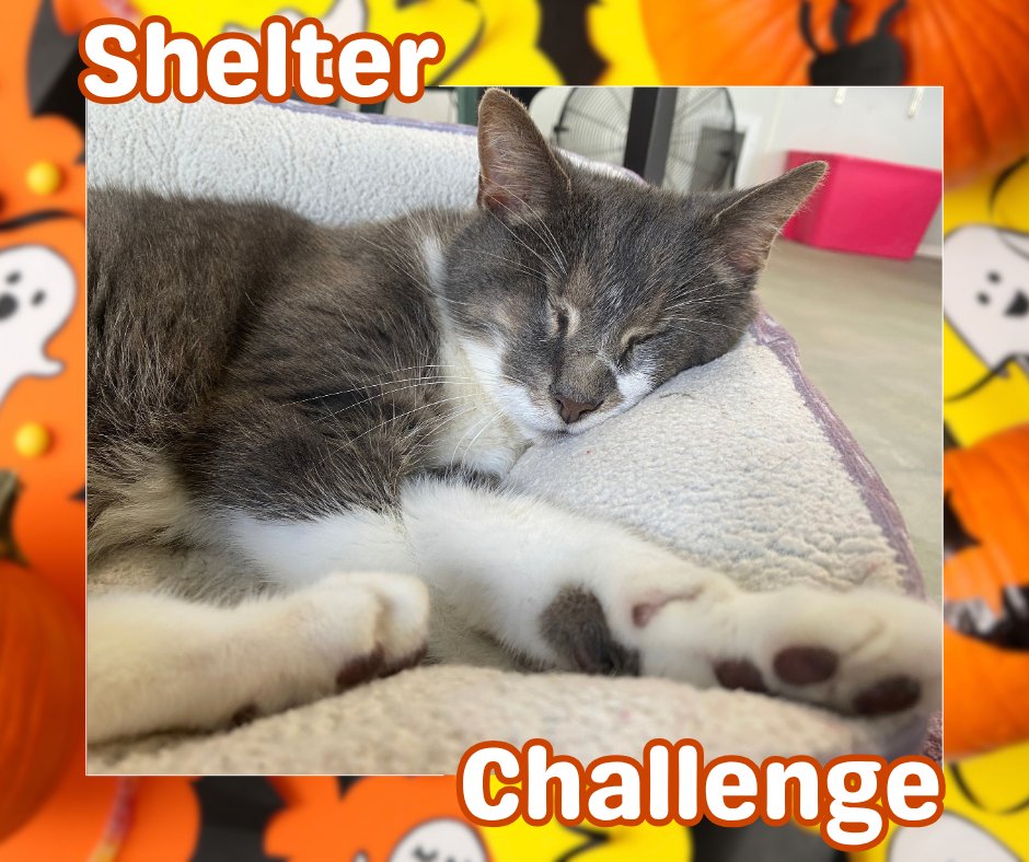 BlindCatRescue's tweet photo. Falling for Paws Shelter Challenge is here! 🐾 Vote for blind, FELV+, &amp; FIV+ cats—it's free &amp; quick! Daily votes help them win! 😺 🐾

🔗 VOTE: https://t.co/Q3h60gqEjw
📧 Need a reminder? Email: blindcat@blindcatrescue.com

Thank you so much for helping the kitties! 💙 https://t.co/R5TH0VGNkr