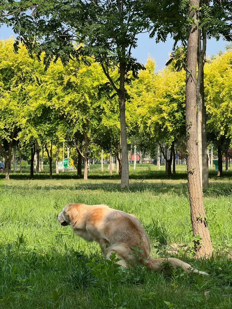 MiaStaceyuo's tweet photo. Mi cachorro Luna ya cumplió 6 meses! De un pelaje suave como plumón a correr por el jardín como un rayo, cada crecimiento es un regalo que guardo en el corazón https://t.co/kff4E6x6KA