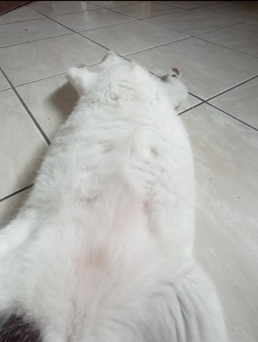 apolstisha's tweet photo. fotos que postei ate agora no grupo dos gatos em silêncio da minha gata imensa de gorda https://t.co/Tm5Q4GIAzz