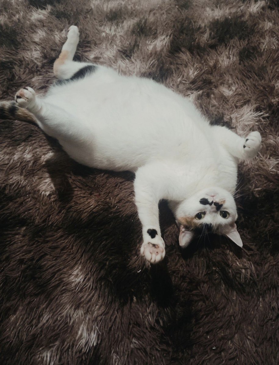 apolstisha's tweet photo. fotos que postei ate agora no grupo dos gatos em silêncio da minha gata imensa de gorda https://t.co/Tm5Q4GIAzz