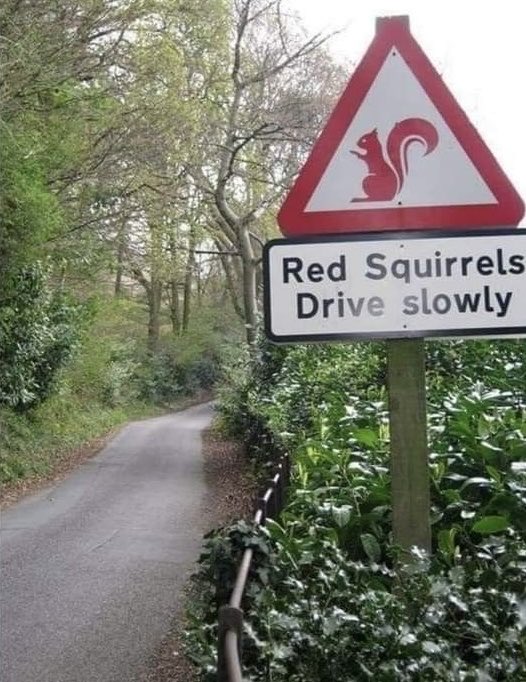 SlenderSherbet's tweet photo. Of course they do, they can't see over the fucking steering wheel. Accident waiting to happen. https://t.co/b5NkBss9vo