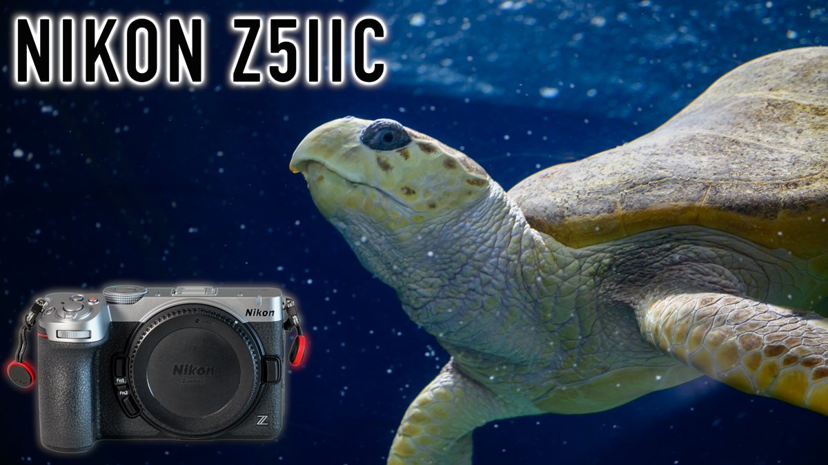 SnapChick's tweet photo. NEW VIDEO! The Drama! Hands-On with the NEW Nikon Z5IIC at the Aquarium - Fish Autofocus?? https://t.co/KeCjCwF4sH @NikonUSA  #nikon #nikonz #nikonz5iic #nikonz5ii #aquarium https://t.co/Iug2j6VfIq