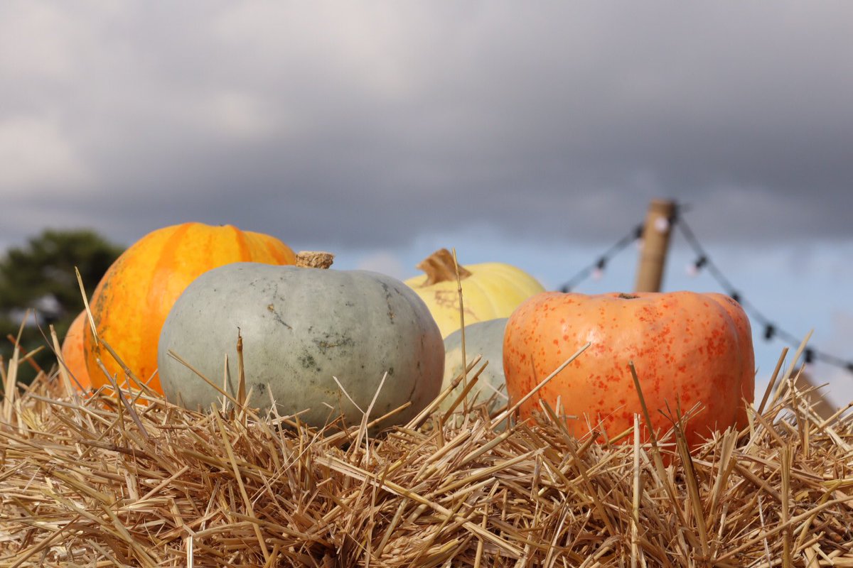 Sarahcoxh's tweet photo. Pumpkins in Suffolk! https://t.co/HdPpTCMhDx