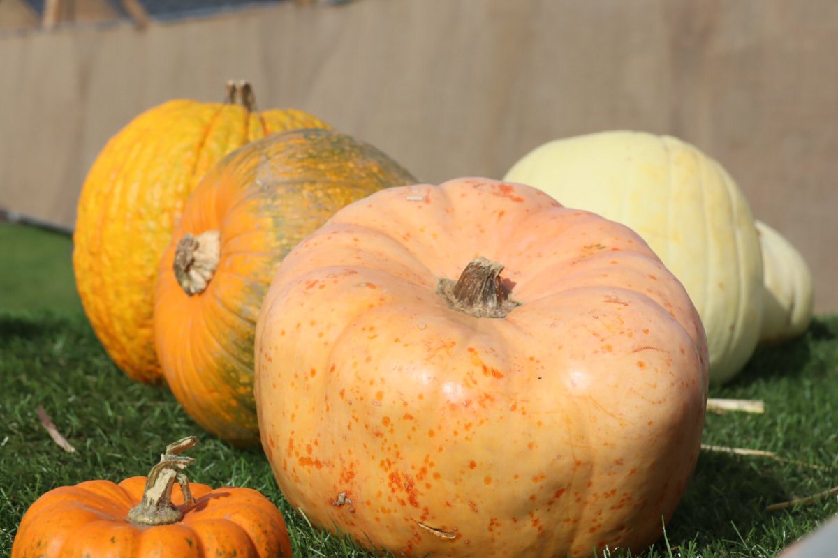 Sarahcoxh's tweet photo. Pumpkins in Suffolk! https://t.co/HdPpTCMhDx