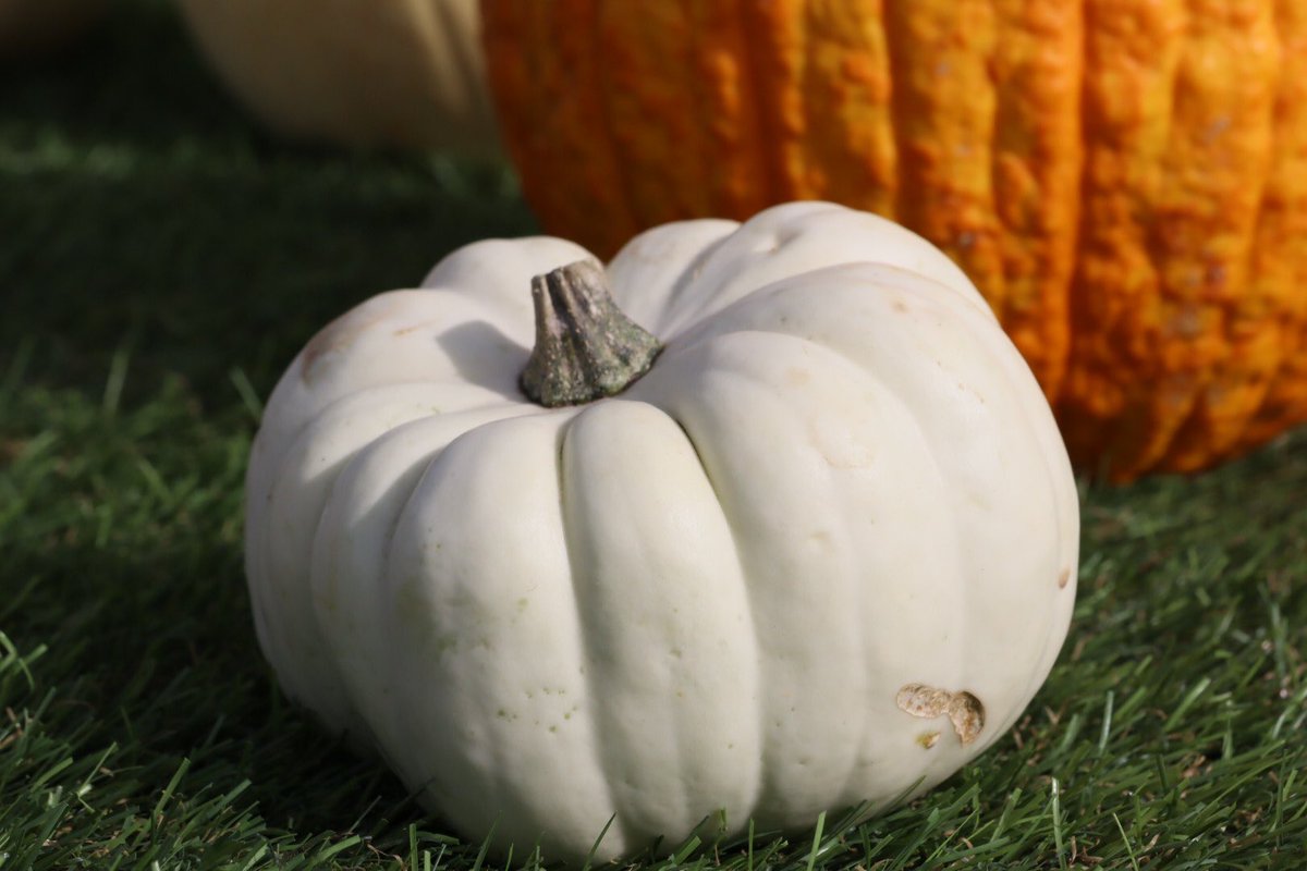 Sarahcoxh's tweet photo. Pumpkins in Suffolk! https://t.co/HdPpTCMhDx