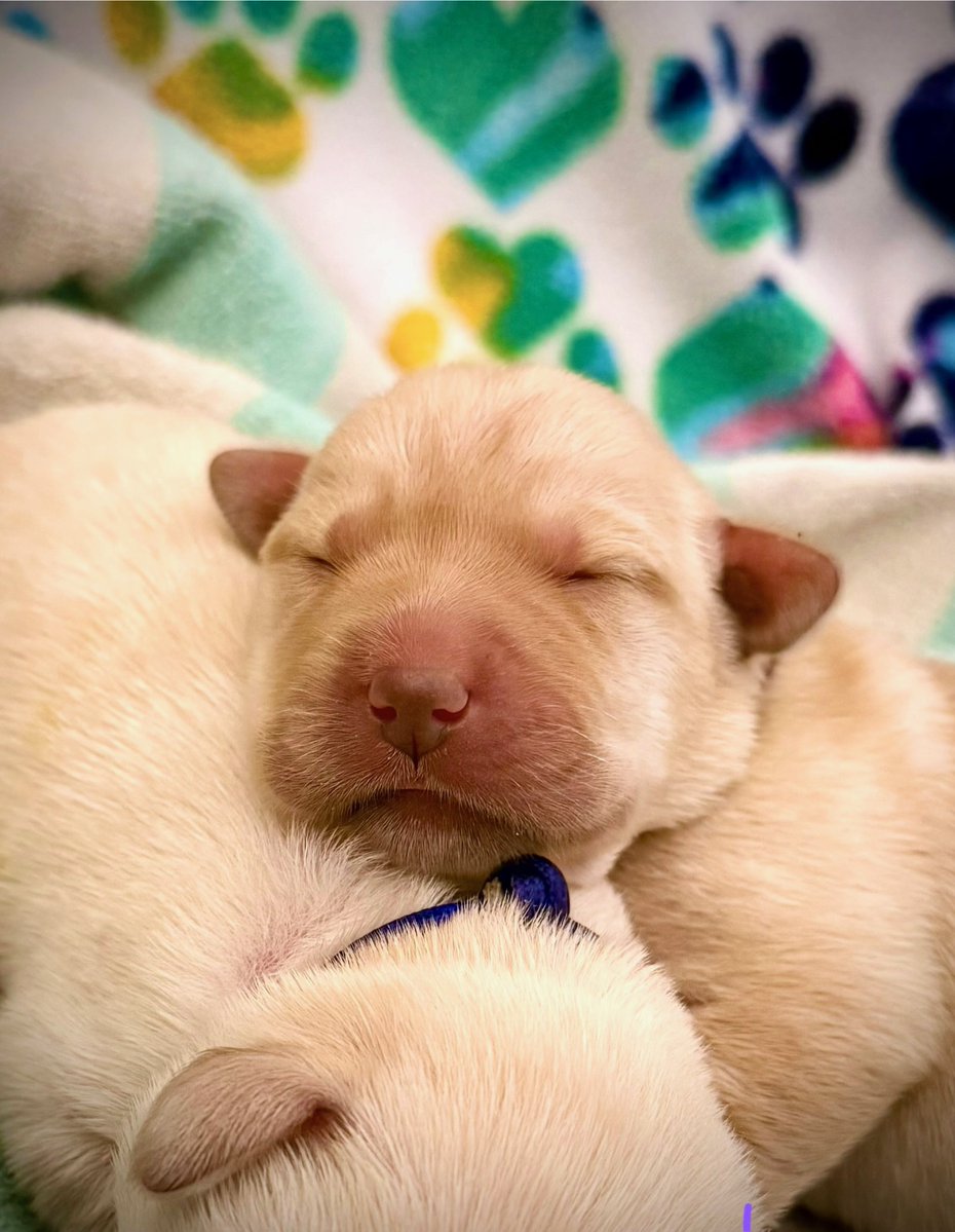 canineorg's tweet photo. 🐕‍🦺 We URGENTLY need more #volunteers in California to care for our FEMALE breeder dogs! 🐾 Join a supportive community and make a difference together!

➡️ Sign up for an online info session: https://t.co/OBhzwkIuCZ

#volunteer #community #makeadifference #servicedog #dog https://t.co/hBVJyWXtG4
