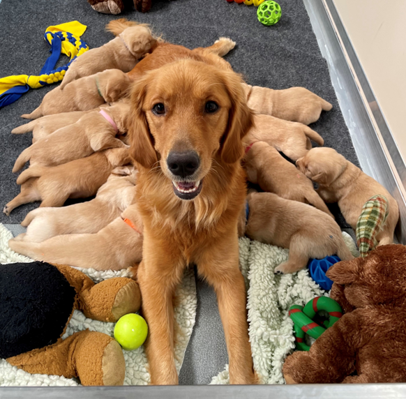 canineorg's tweet photo. 🐕‍🦺 We URGENTLY need more #volunteers in California to care for our FEMALE breeder dogs! 🐾 Join a supportive community and make a difference together!

➡️ Sign up for an online info session: https://t.co/OBhzwkIuCZ

#volunteer #community #makeadifference #servicedog #dog https://t.co/hBVJyWXtG4