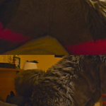 Photo by 🐺 A Wolf with Gas 💨 (@AWolfWithGas)