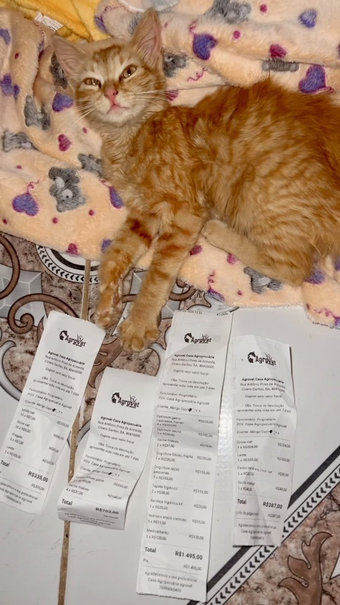 di_abrigo_davi's tweet photo. Titios, sem ajuda não temos o que comer no fim de semana, não teremos areia para usar. São 100 gatinhos  e mais de 40 cachorrinhos que dependem do abrigo 
Titios, essas são as últimas notinhas que estavam faltando aqui. Somos muito agradecidos por cuidarem de nós!
Temos que arrecadar o valor da parcela mensal do abrigo já está chegando a data
Temos que pagar a clínica veterinária.

Organizamos da seguinte maneira.
Para ajudar a alimentar a turminha esse Pix
CPF: 142.404.268-20 
(Adervan dos Reis) 
Para ajudar com a parcela mensal 
abrigodavichuvisco@gmail.com

Para ajudar a pagar a clínica e levar o gatinho que perdeu o olhinho e está com a orelha ferida 
CPF: 033.746.765-02
Diégina Ramos dos Reis

E também tem o nosso endereço para quem desejar enviar ajuda 
Cidade: Antas
Bairro: Povoado Entroncamento 
Rua: Próximo ao posto de gasolina, sem número 
Em frente ao campo