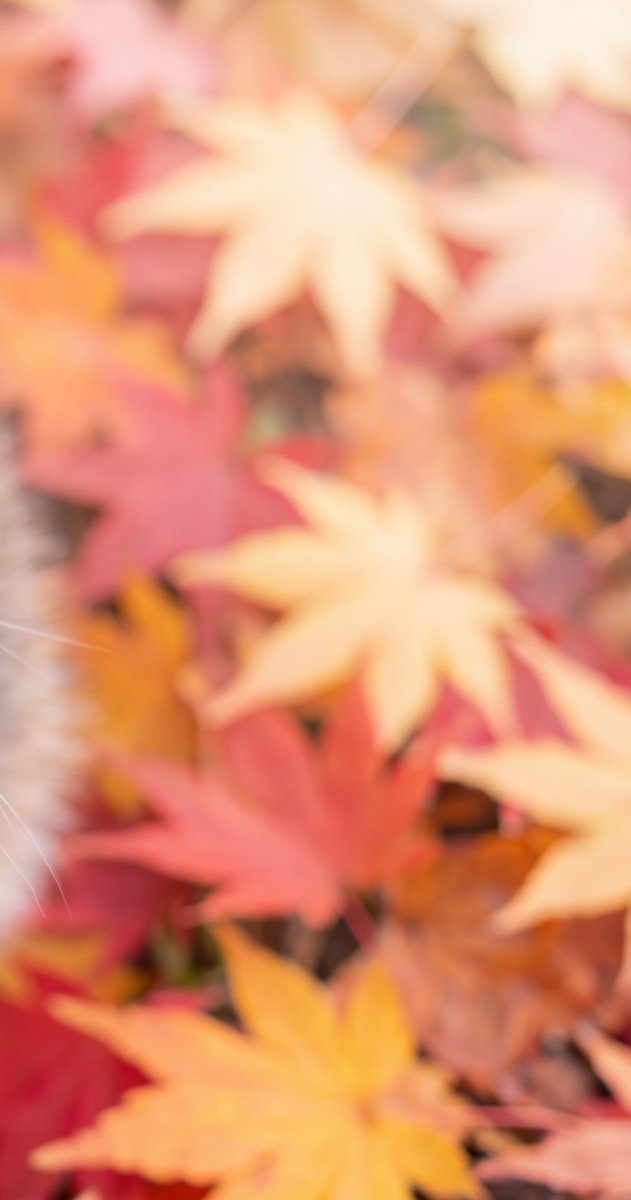 wa_cats's tweet photo. 秋の妖精見つけた。 https://t.co/oA7rgj1Nwe