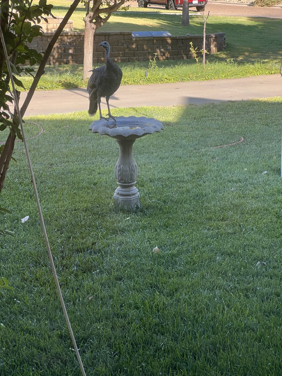 SweetTeaBaptist's tweet photo. Technically she’s a bird and it’s a bird bath
#TheHillsAreAliveWithCritters https://t.co/orDAI8NB7z