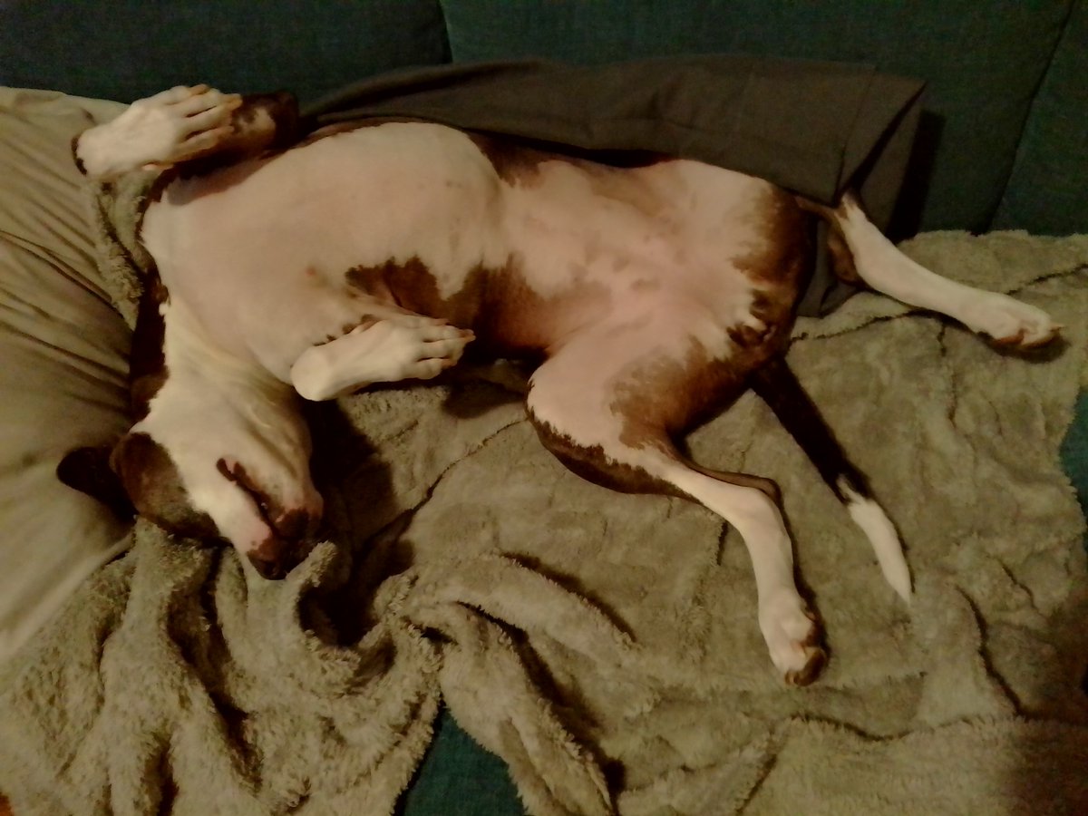 LebrockTony's tweet photo. 🐾Riley's Sat🌅PittiePose🫰¡!¡🐾💙
#pittrageous #pittielife #dogqueen
#staffiesaturday #dogsx #dogpose https://t.co/eszJM2quTN