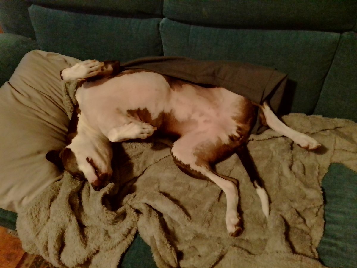 LebrockTony's tweet photo. 🐾Riley's Sat🌅PittiePose🫰¡!¡🐾💙
#pittrageous #pittielife #dogqueen
#staffiesaturday #dogsx #dogpose https://t.co/eszJM2quTN