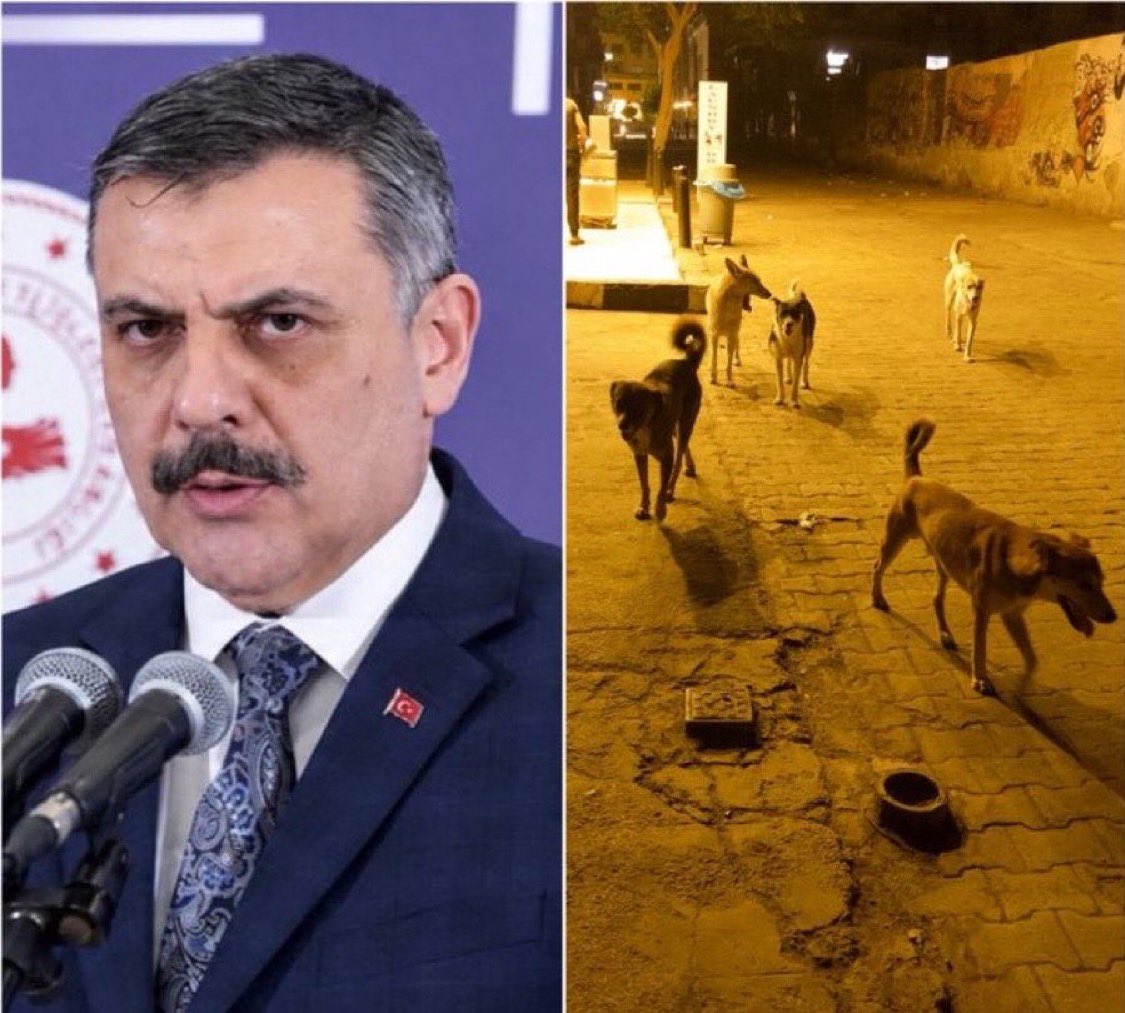 sorgutvcomm's tweet photo. İçişleri Bakanı Mustafa Çiftçi:

▪️ Hayvanseverler gelsinler, barınaklardaki hayvanlardan birer ikişer tane sahiplensinler. Baksınlar evlerinde.

▪️ Dışarıdan gazel okumak kolay.

▪️ Hayvanseverler bunu eleştirecek diye görevimizi yapmaktan geri kalamayız. https://t.co/f7XYpSe1iv