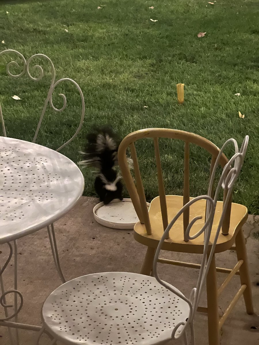 SweetTeaBaptist's tweet photo. Good morning. Skunk visited before dawn.  Turkey on roof of garage and possum in a cage.  
#TheHillsAreAliveWithCritters https://t.co/KJJ4SnvfNS