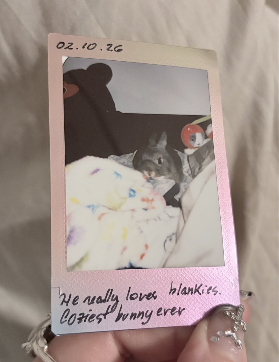 bloodlustvoid's tweet photo. picture of a picture of the coziest bunny ever https://t.co/9TINNiQwdE