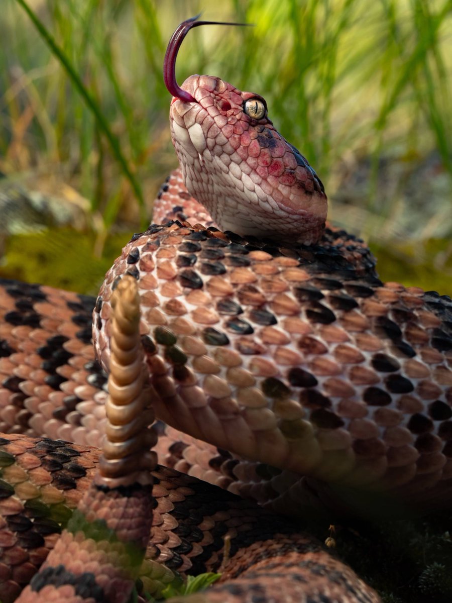 DIAMONDBVCK's tweet photo. viperidae crotalus scutulatus salvini 👍 https://t.co/97xL6BEKZh